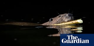 Beavers have made a comeback in Britain, but not everyone is happy