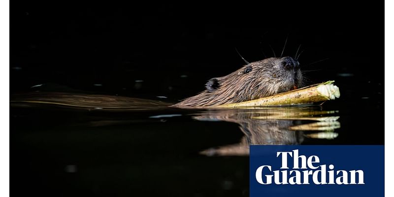 Beavers have made a comeback in Britain, but not everyone is happy