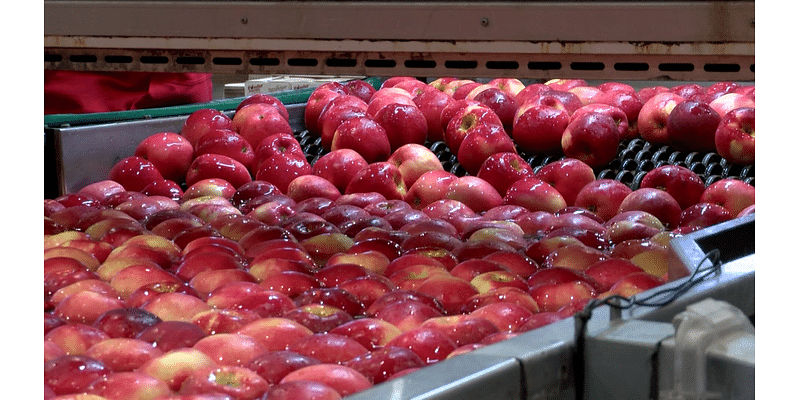 Why you can get apples all year round, even when they’re only harvested in the Fall