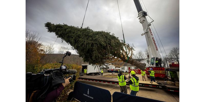 A green giant: This year's 74-foot Rockefeller Christmas tree is en route from Massachusetts