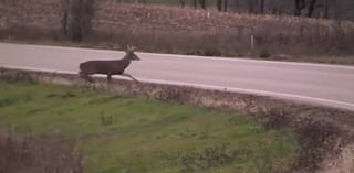 MoDOT protocol for clearing dead deer from the roadways