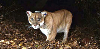 Mountain lion killed by Missouri deer hunter, investigation underway