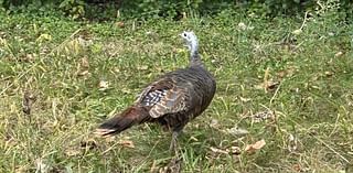 Chicago outdoors: Another wild turkey in Chicago, rabbits becoming prey