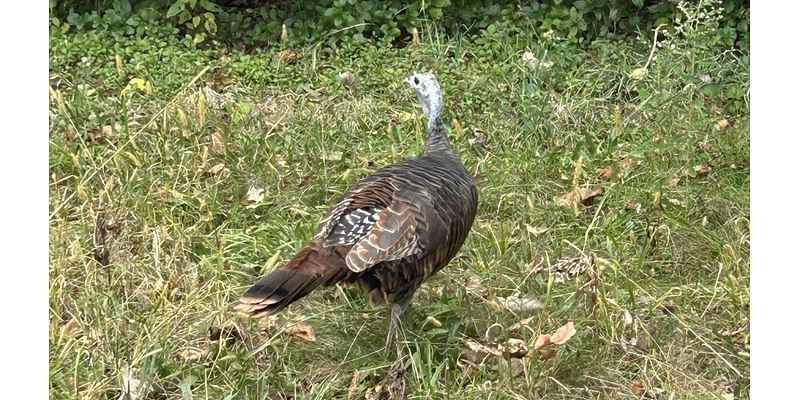 Chicago outdoors: Another wild turkey in Chicago, rabbits becoming prey