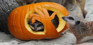 In Pictures: Animals enjoy smashing time with pumpkins before Halloween