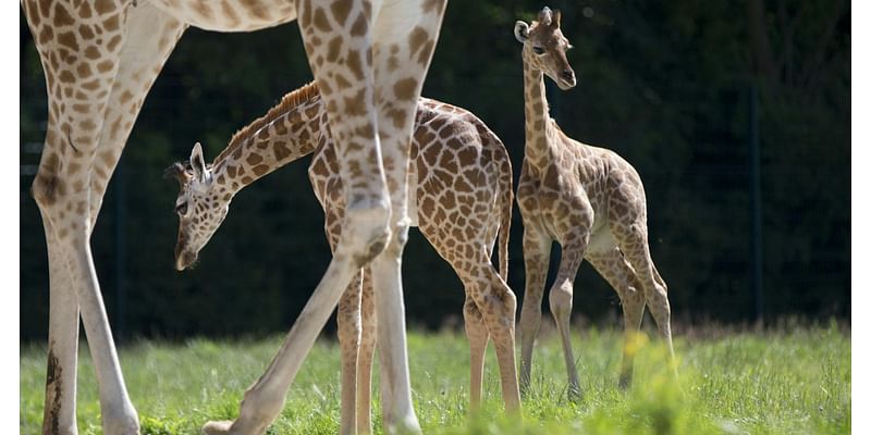 Love animals? You’ll love them even more after reading about their wonders in ‘Vanishing Treasures.’