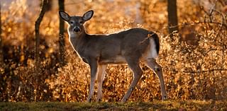 Somerset County man charged with illegally killing deer, raccoon