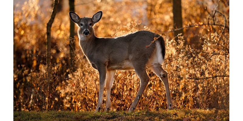 Somerset County man charged with illegally killing deer, raccoon