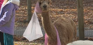 Alpacas get into the Halloween spirit at Bath farm