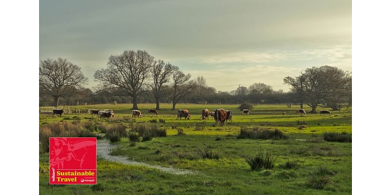 Going wild in the UK — Listen to The Standard podcast