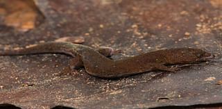 In the mountains of Venezuela, a UTA professor helps discover a new species of tiny gecko