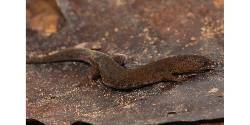 In the mountains of Venezuela, a UTA professor helps discover a new species of tiny gecko