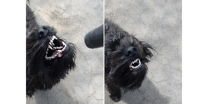 Dog Trying To Attack Leaf Blower Wins Pet of the Week