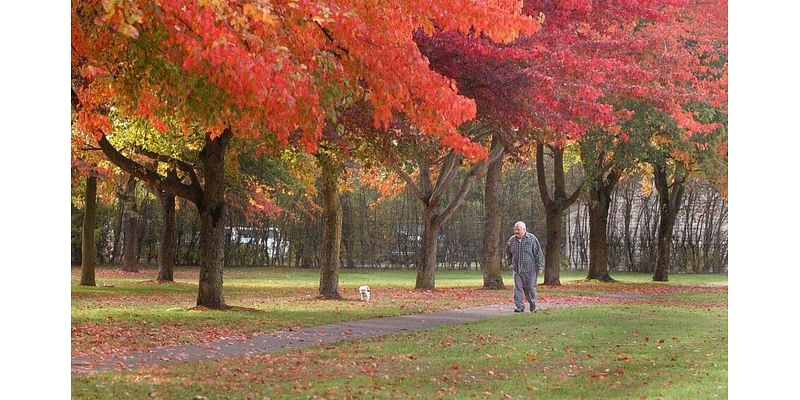 Is climate change affecting fall foliage in western WA? Here’s what the latest data says