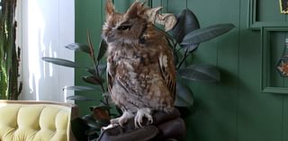 Hoot and Owl fundraiser held for Avian Conservation Center