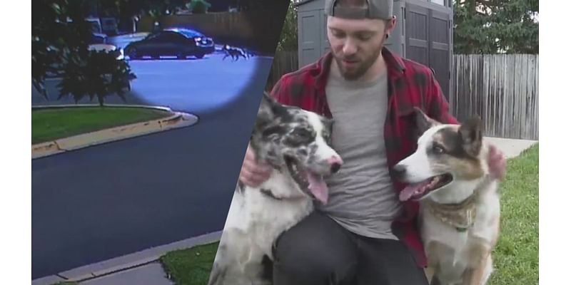 Dog dumped on Denver street, rescued by owner of surveillance video