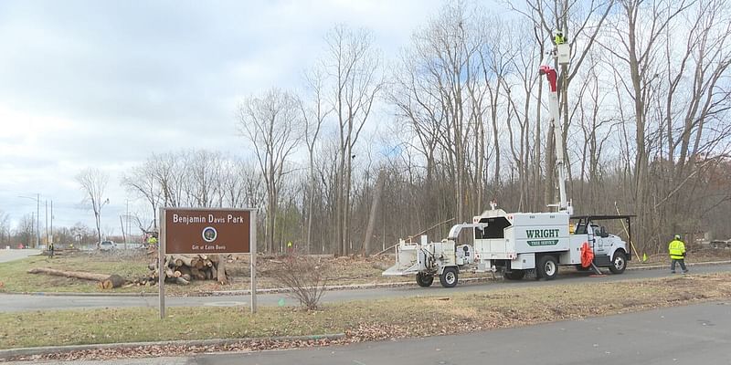 BWL cuts down trees to make room for power lines