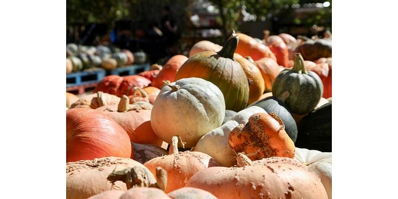 Where To Pick Pumpkins In & Around Lawrenceville This Fall