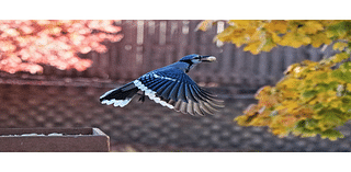 Blue Jay's Peanut, The Cranberries And It Gets Squirrely: IL In Photos