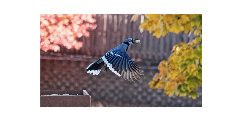 Blue Jay's Peanut, The Cranberries And It Gets Squirrely: IL In Photos