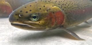 Record Numbers of Steelhead Return to the Deschutes River, Heralding Progress in Long-term Fish Reintroduction Effort