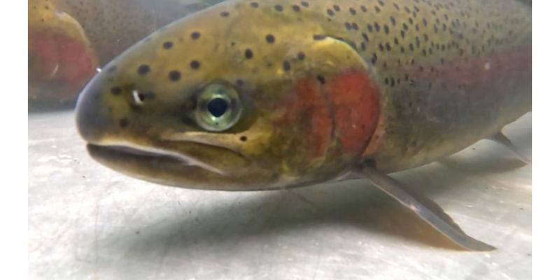 Record Numbers of Steelhead Return to the Deschutes River, Heralding Progress in Long-term Fish Reintroduction Effort