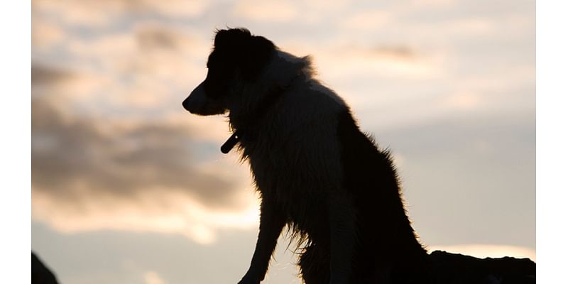 Animal Welfare Center, Humane Society partner for free dog vaccines in Davenport