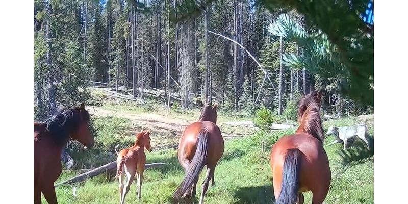 Watch: Wild stallion fiercely protects foal from wolves