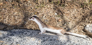 Ermines begin to change fur color this winter