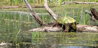 Video of rescue – Good Natured in St. Charles: Fishing line puts turtles, other wildlife in peril