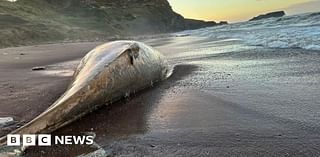 Dead whale found on Yorkshire beach 'too dangerous' to move