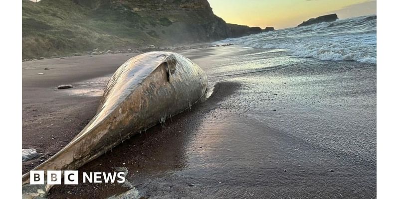 Dead whale found on Yorkshire beach 'too dangerous' to move