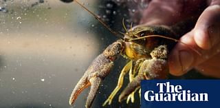 Rescue mission begins after mysterious crayfish deaths in Northumberland