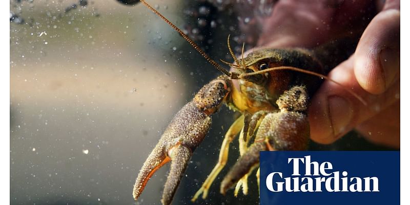 Rescue mission begins after mysterious crayfish deaths in Northumberland