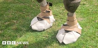 Cobbler makes special shoes to give camel 'new lease of life'