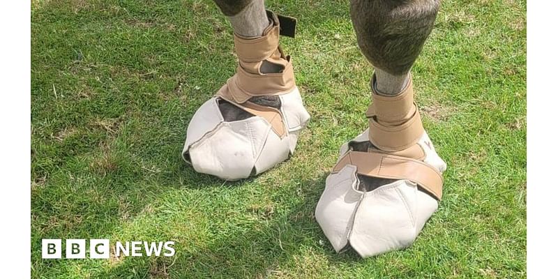 Cobbler makes special shoes to give camel 'new lease of life'