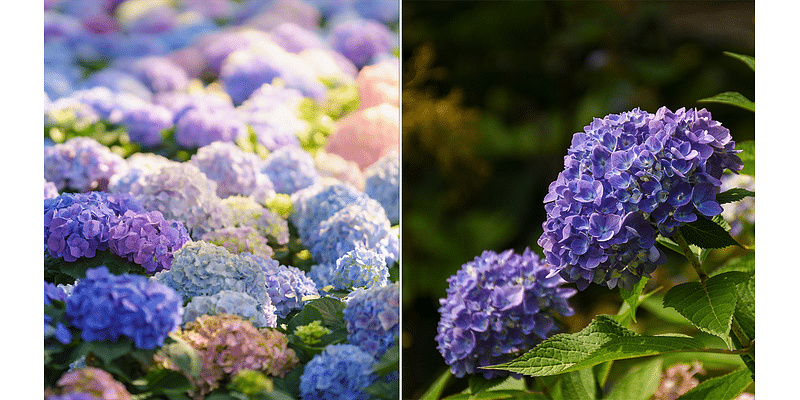 This popular flower is in sensational form in New England this summer