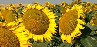 VIDEO: Sunflowers in central South Dakota