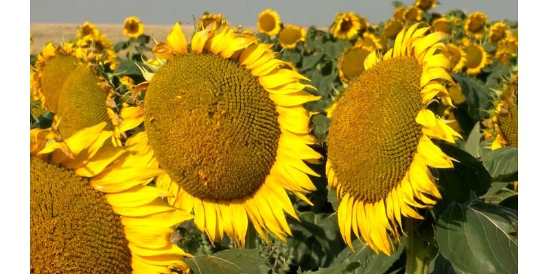 VIDEO: Sunflowers in central South Dakota