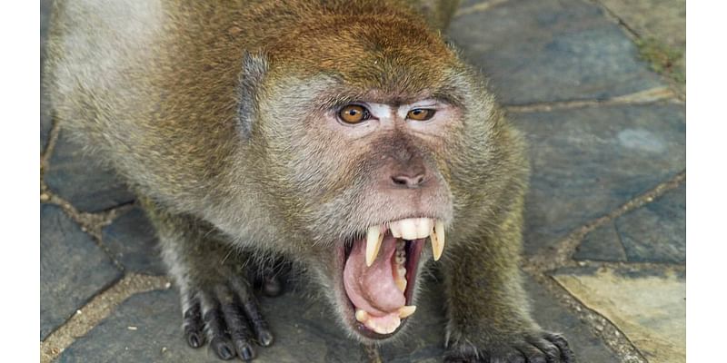 Wild video captures monkeys after escaping South Carolina lab - sparking local lockdown