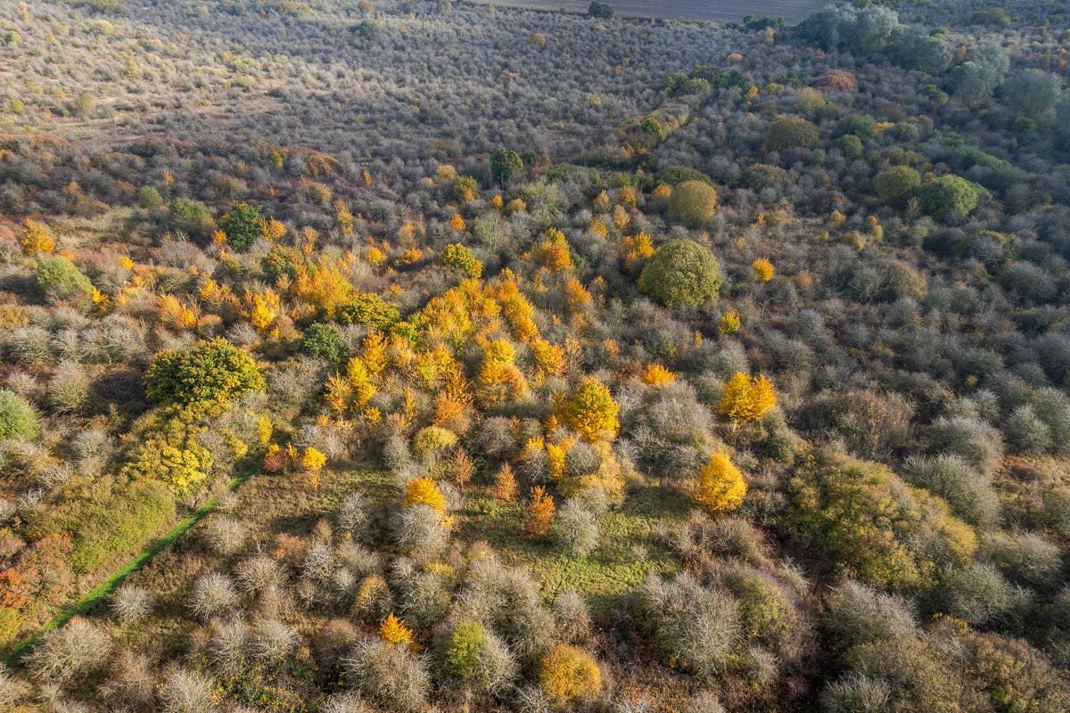 Early rewilding site secured for nature after ‘outpouring’ of public support