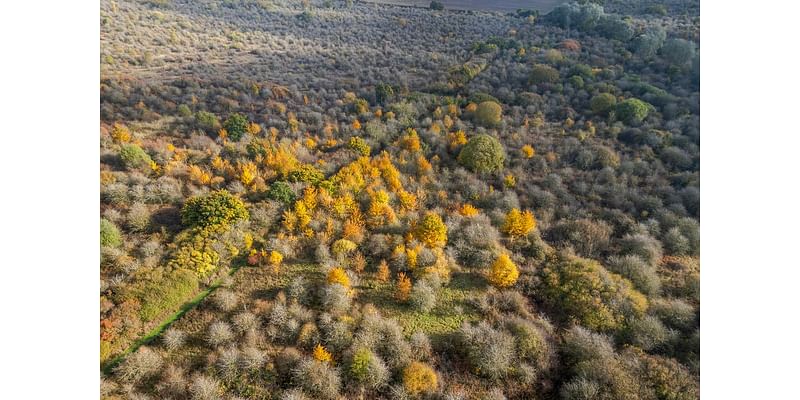 Early rewilding site secured for nature after ‘outpouring’ of public support