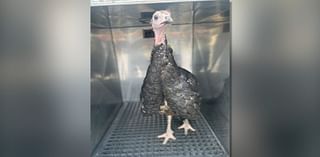 Wild turkey found trotting near Philadelphia preschool day before Thanksgiving