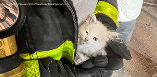 Kitten rescued from car's engine compartment at Pleasant Hills shopping center