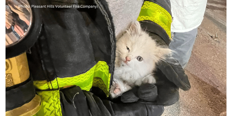 Kitten rescued from car's engine compartment at Pleasant Hills shopping center