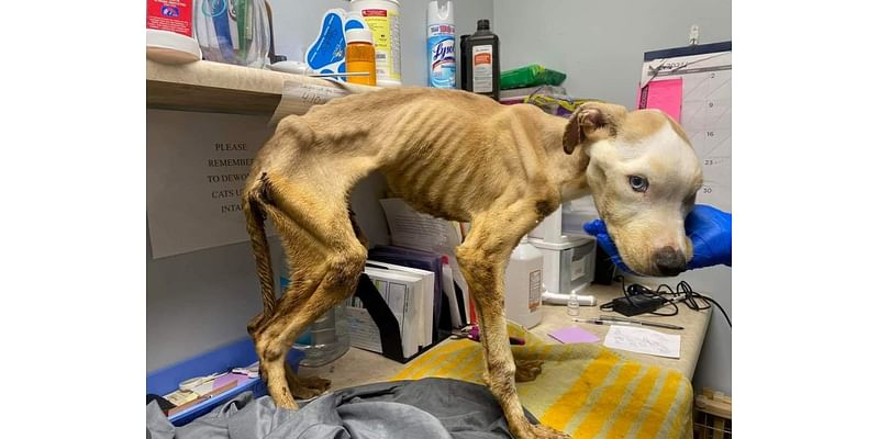 Remy, starved Davenport dog, ready for new home