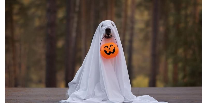 4 Mom-Approved Cheap Halloween Costume Ideas