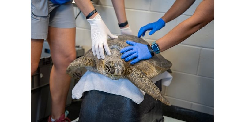 Sea turtle rescued after being found a mile from the ocean in Cedar Key