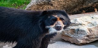 Andean bear settles into new habitat at the ABQ BioPark