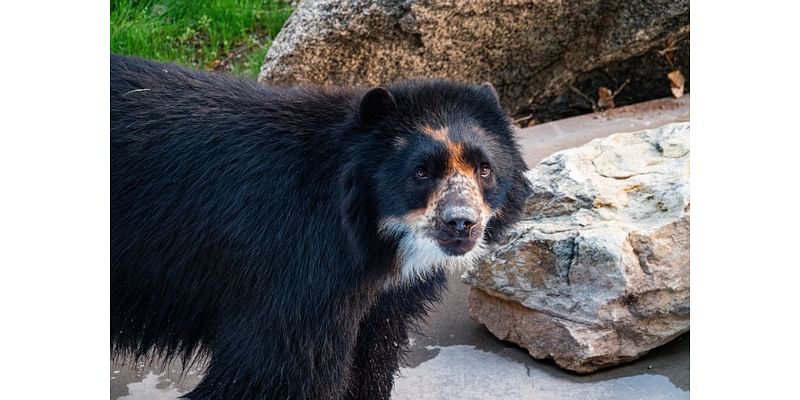 Andean bear settles into new habitat at the ABQ BioPark